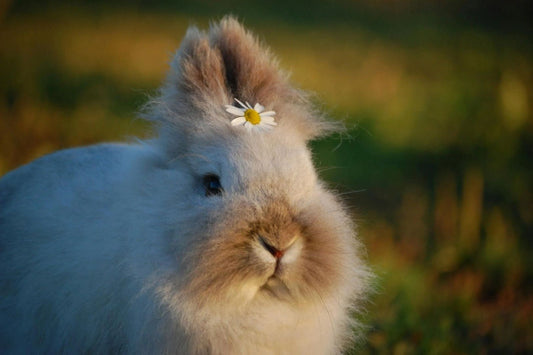 The Soft Truth About Angora Wool: Nature’s Luxury Fiber - Bhuttico Shawls